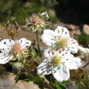 les potentilles fausse alchémille blanches