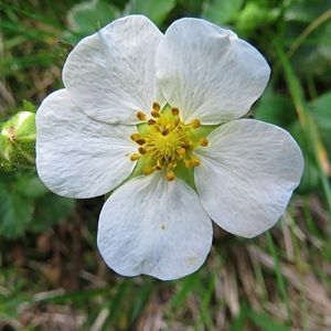 la potentille rupestre blanche