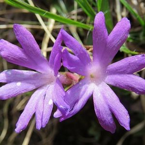 les primevères à feuilles entières violets