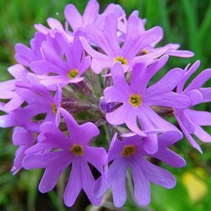 les primevères farineuses mauves