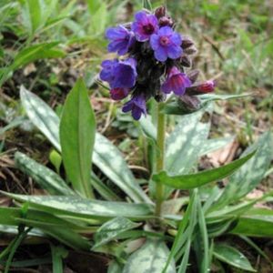 les pulmonaires à longues feuilles violettes