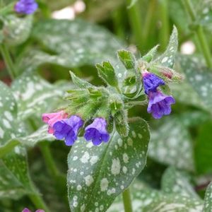 les pulmonaires officinales violettes