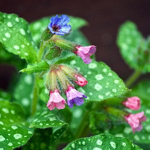 Les pulmonaires roses et violettes