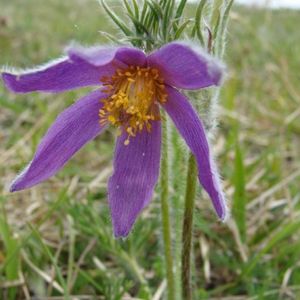 la pulsatille commune violette