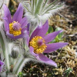 les pulsatilles de Haller violettes