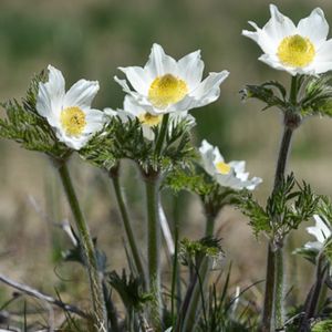 les pulsatilles des Alpes blanches