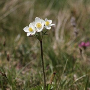 la pulsatille printannière blanche