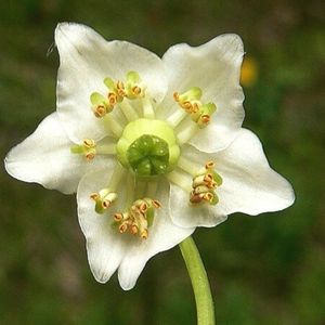 la pyrole uniflore blanche