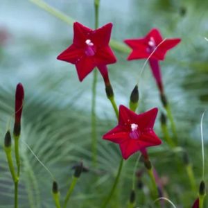 des quamoclits rouges