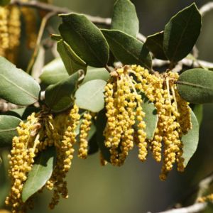 des quercus jaunes