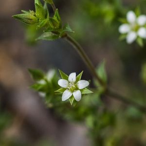 Les sablines à feuilles de serpolet blanches