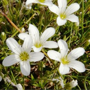 Les sablines à grandes fleurs blanches