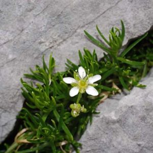 La sablines ciliée blanche