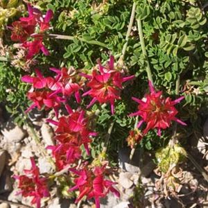 les sainfoins des Pyrénées rouges