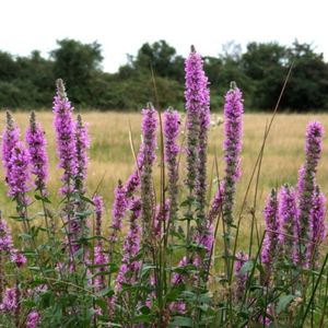 des salicaires violettes