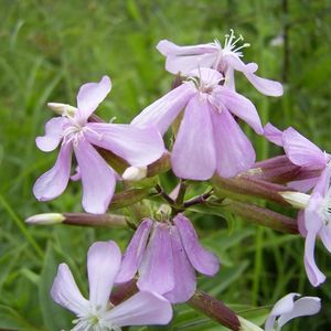 les saponaires mauves