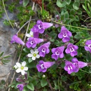 les sariettes des Alpes violettes