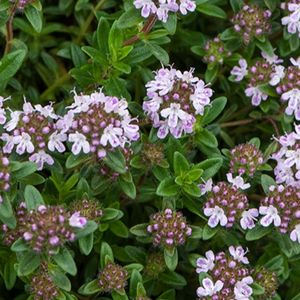 les sarriettes des montagnes mauves