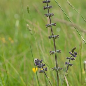 les sauges à feuilles de verveine violettes