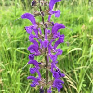 Les sauges des prés violettes