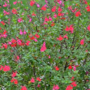 les sauges colorées rouges et roses