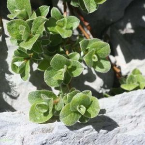 Les Saules de Pyrénées vertes