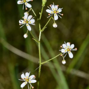 Les saxifrages à feuilles en coin blanches