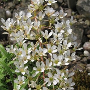 Les saxifrages à feuilles en languettes blanches