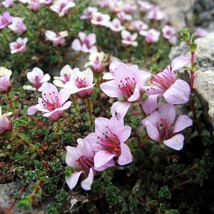 Les saxifrages à feuilles opposées roses