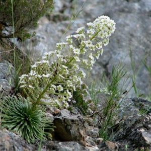 Les saxifrages à longues feuilles blanches