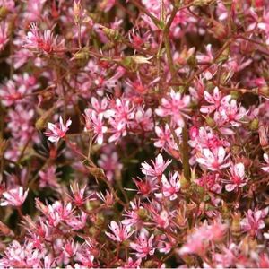 Les saxifrages aizoon roses et blanches