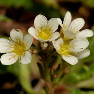 Les saxifrages aquatiques blanches