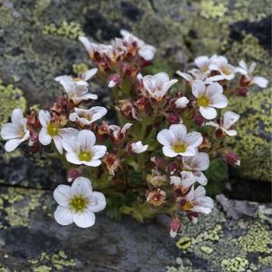 Les saxifrages d'Irat blanches