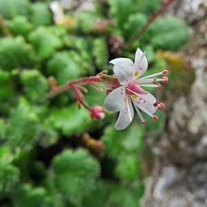 La saxifrage des ombrages blanche