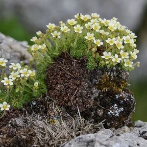 Les saxifrages du Dauphiné blanches au centre jaunes