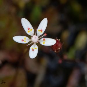 La saxifrage étoilée blanche