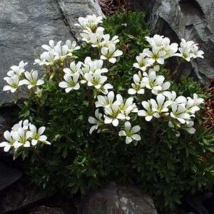 Les saxifrages faux-géraniums blanches