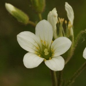 La saxifrage granulée blanche