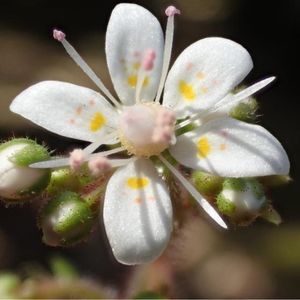 La saxifrage hirsute blanche avec des taches roses et jaunes