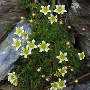 Les saxifrages musquées blanches aux centres verts