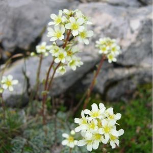 Les saxifrages paniculée blanches