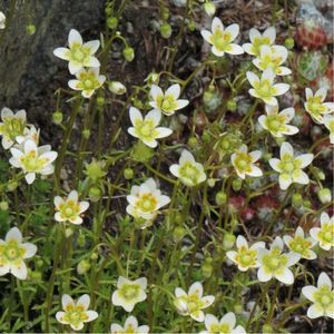 Les saxifrages rudes blanches