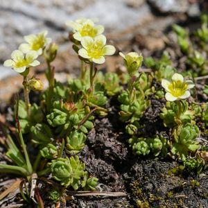 Les saxifrages sillonnée blanches