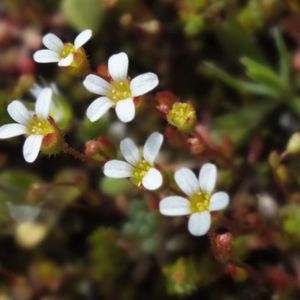 Les saxifrages tridactyles blanches