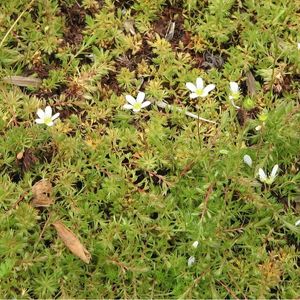 Les saxifrages blanches