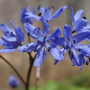 Les scilles violettes aux nuances de bleues