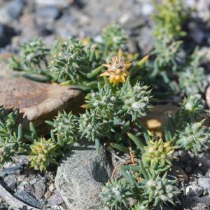 Les sclerocephalus arabicus jaunes et verts