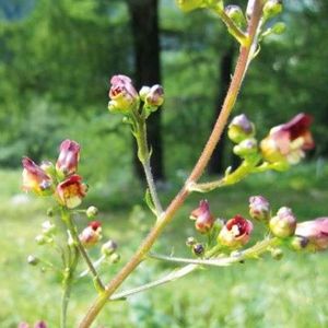 Les scrophulaires rouges et roses