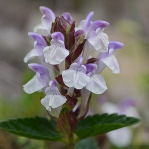 Les scutellaires des Alpes blanches et mauves