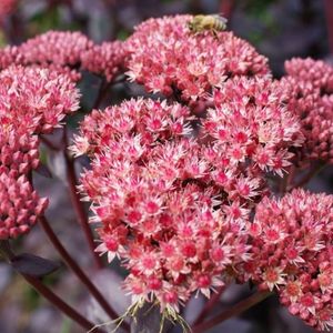 Les sedums roses aux nuances de rouges